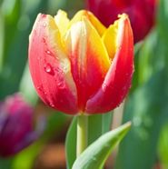 Egy tulipn letrajza