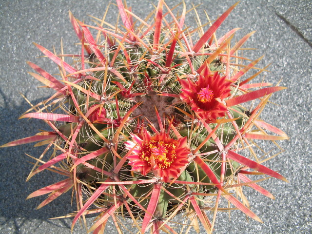 Tavaszi Országos Kaktuszkiállítás és Vásár