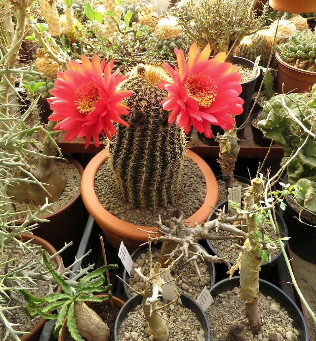 Tavaszi Orszgos Kaktuszkillts s Vsr