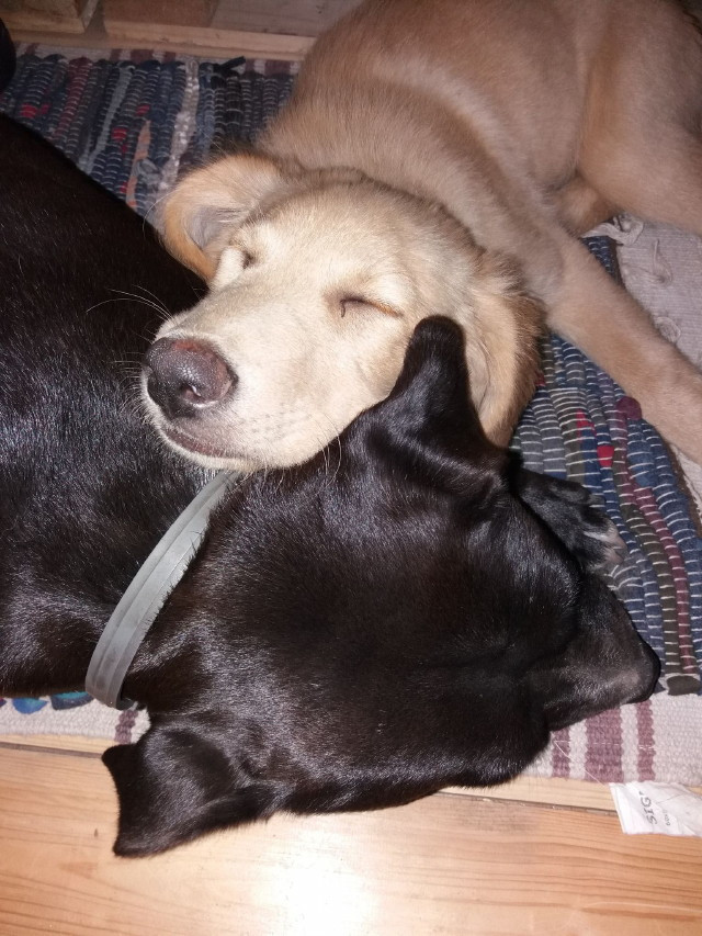 együtt alvó kutyák