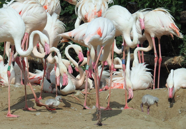 Rózsás flamingó fiókák