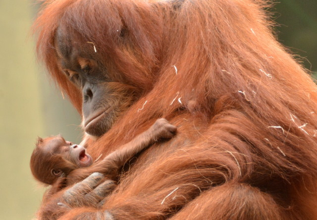 Szumtrai orangutn anya klykvel