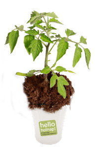 Hello holnap! vir�gpal�nta (gyereksziget)