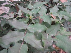 mahonia