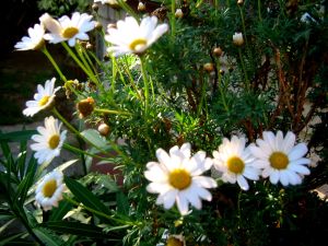 allergia