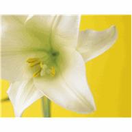 Liliom