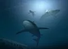Videón, ahogy cápáktól hemzsegő vízbe ugrott egy kamasz - nem élte túl