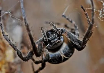 Órákig tartó merevedést okoz ennek a póknak a csípése