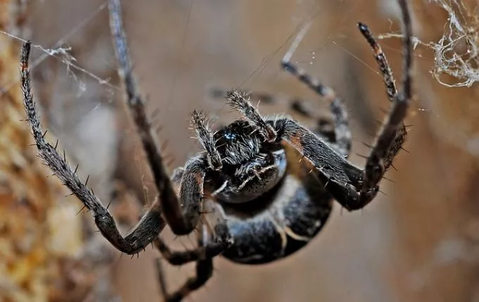 Órákig tartó merevedést okoz ennek a póknak a csípése