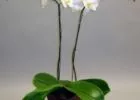 Színes orchideák…