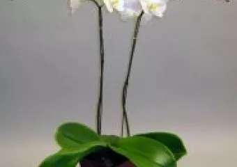Színes orchideák…