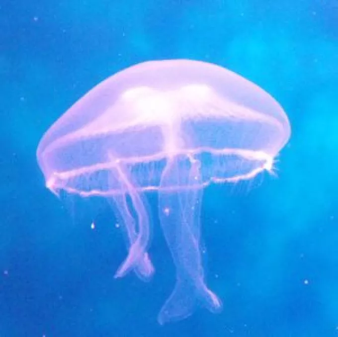 A medúza csókja