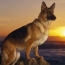 H�tsz�z kilom�tert gyalogolt a h�s�ges kutya