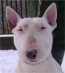 A harci kutya is az utc�n v�gzi?!