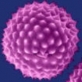 Term�szetes immuntr�ning az allergia megel�z�s��rt