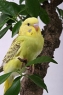 M�jboj