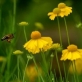 Politikai c�lokt�l az allergia kezel�s�ig: az immunter�pia t�rt�nete