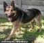 �llatv�d�k is t�mogatj�k az ebad�, az �llatv�delmi b�rs�gok szigor�t�s�nak tervezet�t