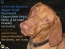 Vizsla Hungaricum
