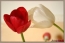 A sz�zess�g elveszt�se