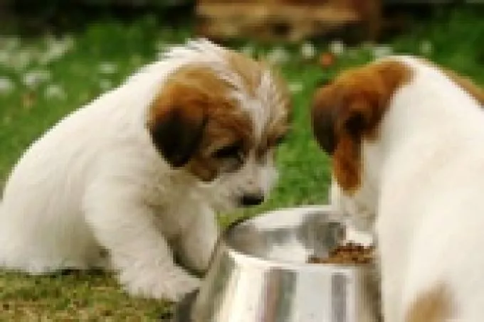 Élelmiszerallergia kutyák esetében