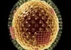 Kapjanak-e influenza elleni oltást a terhesek és a pajzsmirigybetegek?