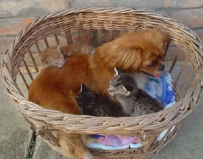 Kutya szoptatta kiscicák