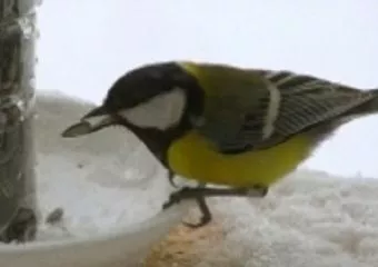 Ha leesett a hó, etessük a madarakat!