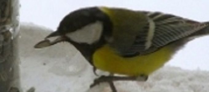 Ha leesett a hó, etessük a madarakat! Ha leesett a hó, etessük a madarakat!