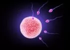 A fogantatás titkai - 1. rész: A hímivarsejt