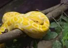 Sárga kicsi kígyó