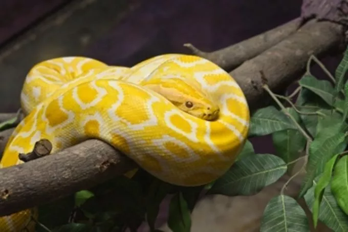 Sárga kicsi kígyó