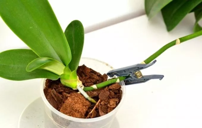 Így szaporíthatjuk az orchideát