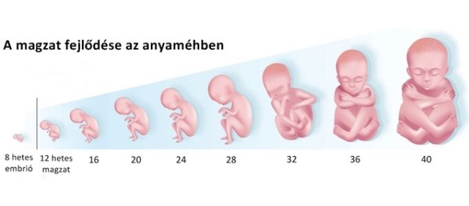Terhesség hétről hétre - 39. hét Terhesség hétről hétre - 39. hét