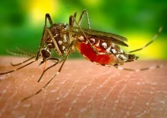 Zikaláz - Csehországban is megjelent a vírus