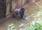 4 éves kisfiú zuhant a hatalmas gorilla karjai közé az állatkertben - VIDEÓ