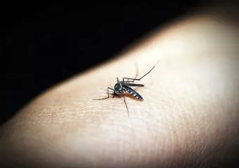 Hogyan válhat egy ártatlan rovarcsípés súlyos betegséggé?