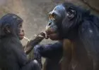 Bábák az állatvilágban: szülés közben védik és támogatják társukat a nőstény bonobók