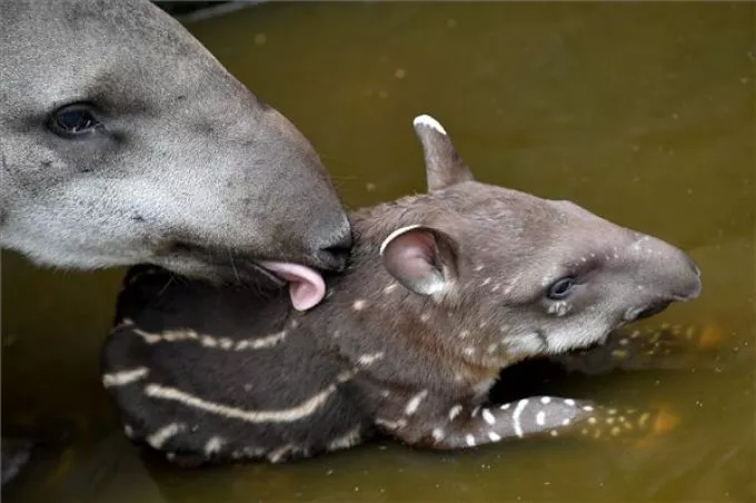 Tündéri fotók: tapír született a debreceni állatkertben