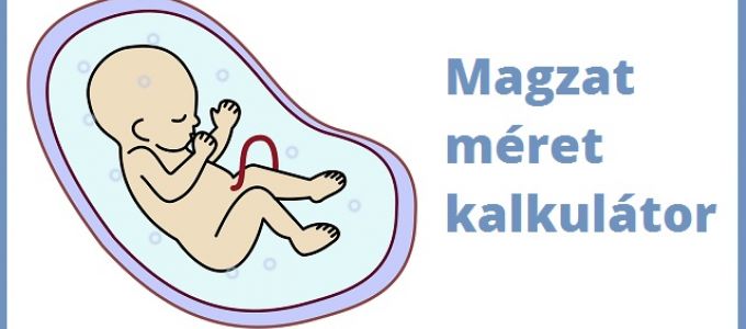 Magzat méret kalkulátor Magzat méret kalkulátor