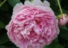 A Pünkösdi rózsa - bazsarózsa fajtái, gondozása és szaporítása