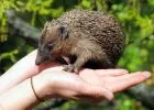 "Máglyahalál" fenyegeti a sünöket az avarégetések miatt: Az Állatkertben évente több száz mentett sünről gondoskodnak