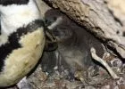 Pelyhes pingvinfiókákkal nyitja az új évet a Budapesti Állatkert - Magyarországon itt láthatja a közönség a legtöbb féle állatot