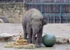 Elefánttortával és elefántlabdával köszöntötték a kiselefántot - Angele, az anyuka újra vemhes, az újabb kiselefántot tavaszra várják