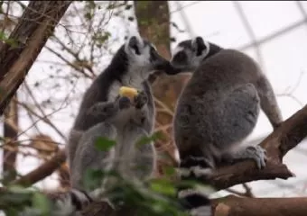 Telis-tele szeretettel - Megható kisfilmet tett közzé az Állatkert a közelgő Valentin-nap alkalmából