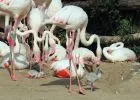 Néhány nap alatt húsz flamingófióka kelt ki az Állatkertben