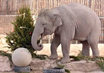 Ünnepi készülődés az Állatkertben - Karácsonykor és újévkor, valamint a két ünnep között is várják a látogatókat