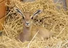 A vadonban már kihalt mhorr gazella született az Állatkertben - A veszélyeztetett tarvarjaknál is több fióka cseperedik