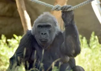 Őssejtterápiával kezelték a Budapesti Állatkert idős gorilláját