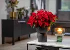 Az advent sztárja - Egyedi DIY ünnepi dekorációs ötletek mikulásvirággal
